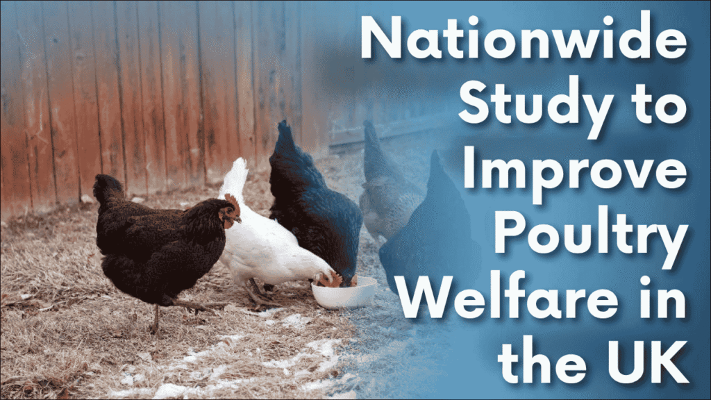 Nationwide Study to Improve Poultry Welfare in the UK