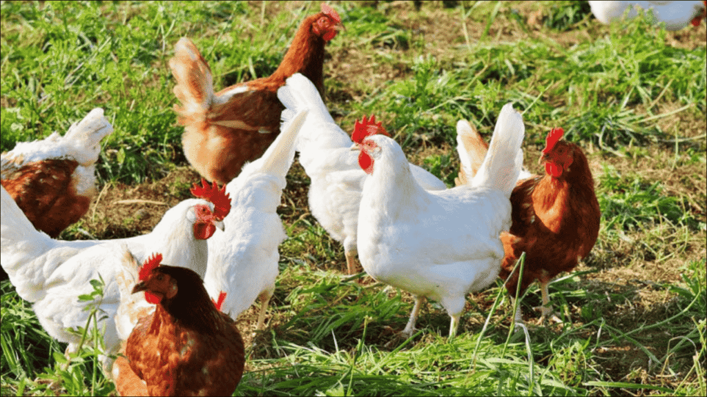 Agriculture and Poultry Production at SRUC, Expanding Horizons in Agri-Food Education