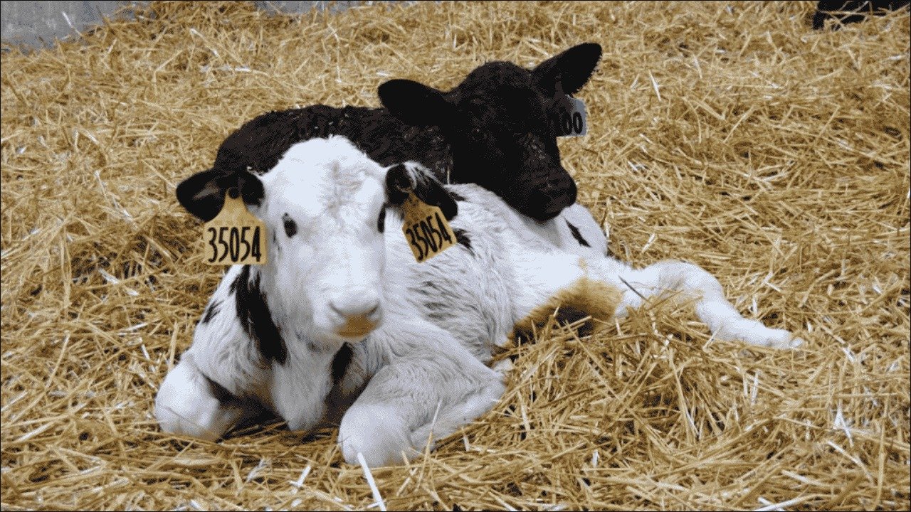 Veterinary Care Approaches in Extended Cow–Calf Contact Farms