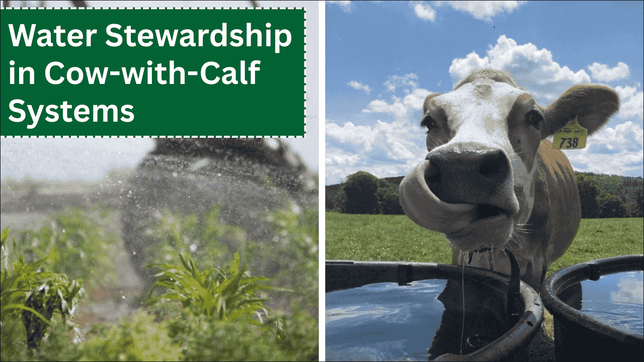 Water Stewardship in Cow-with-Calf Systems