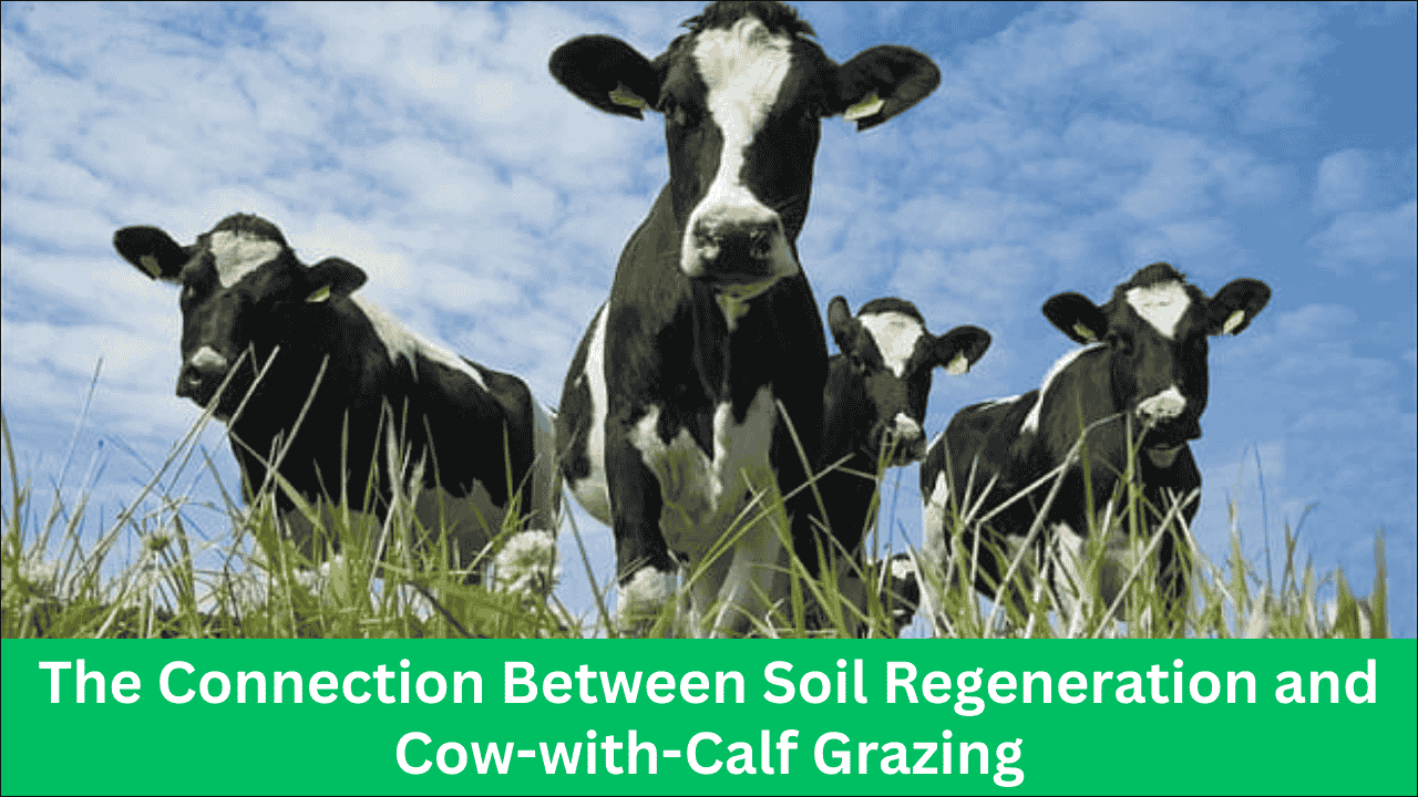 The Connection Between Soil Regeneration and Cow-with-Calf Grazing