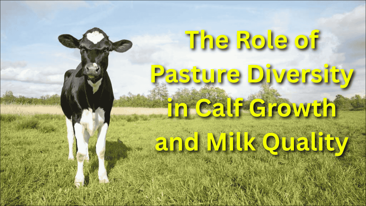 The Role of Pasture Diversity in Calf Growth and Milk Quality