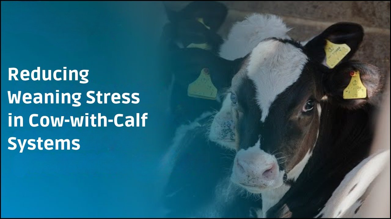 Reducing Weaning Stress in Cow-with-Calf Systems