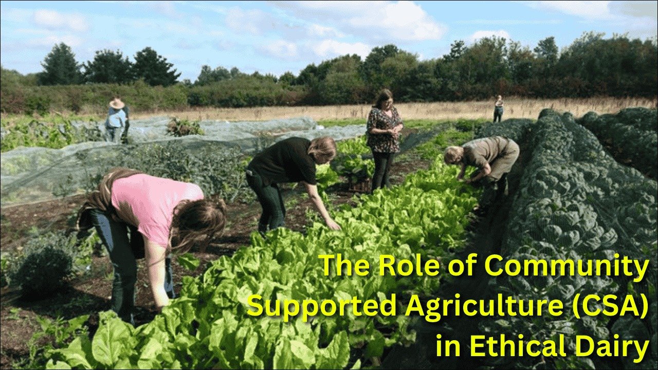 The Role of Community Supported Agriculture (CSA) in Ethical Dairy